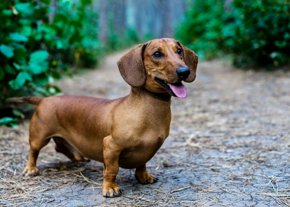 Les races de chiens les moins obéissantes 