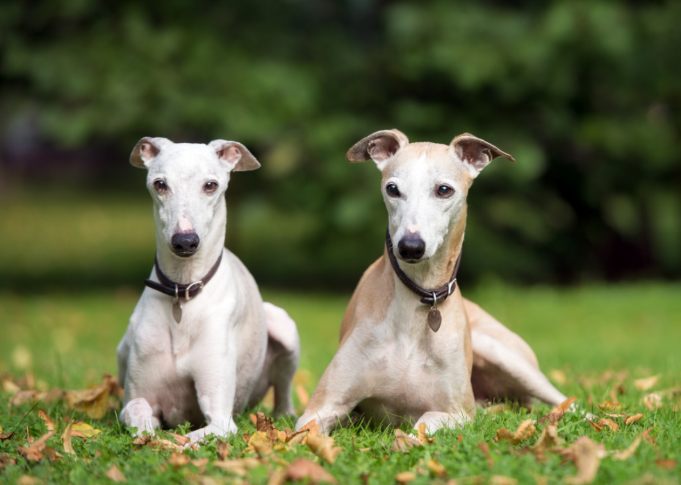 Les races de chiens les moins obéissantes 