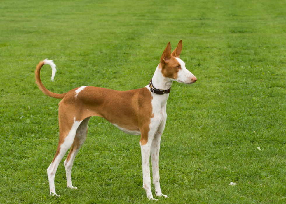 Les races de chiens les moins obéissantes 