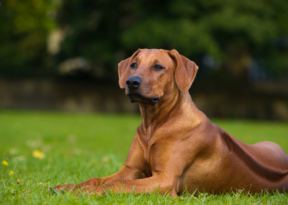 Les races de chiens les moins obéissantes 