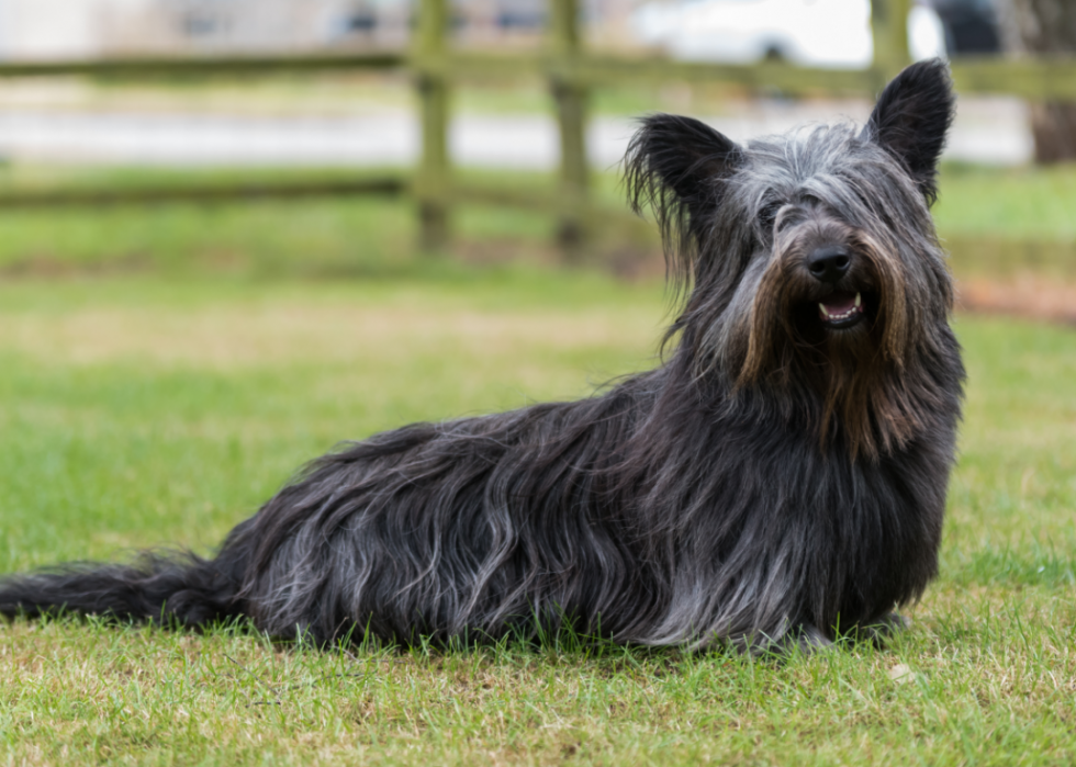 Les races de chiens les moins obéissantes 