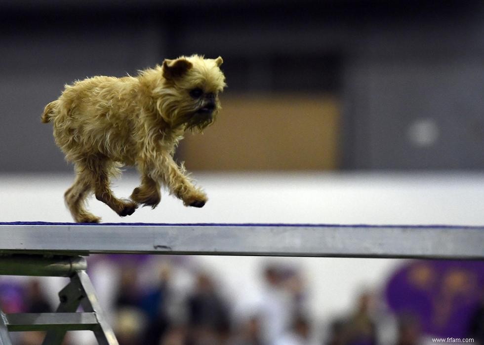 Les races de chiens les moins obéissantes 