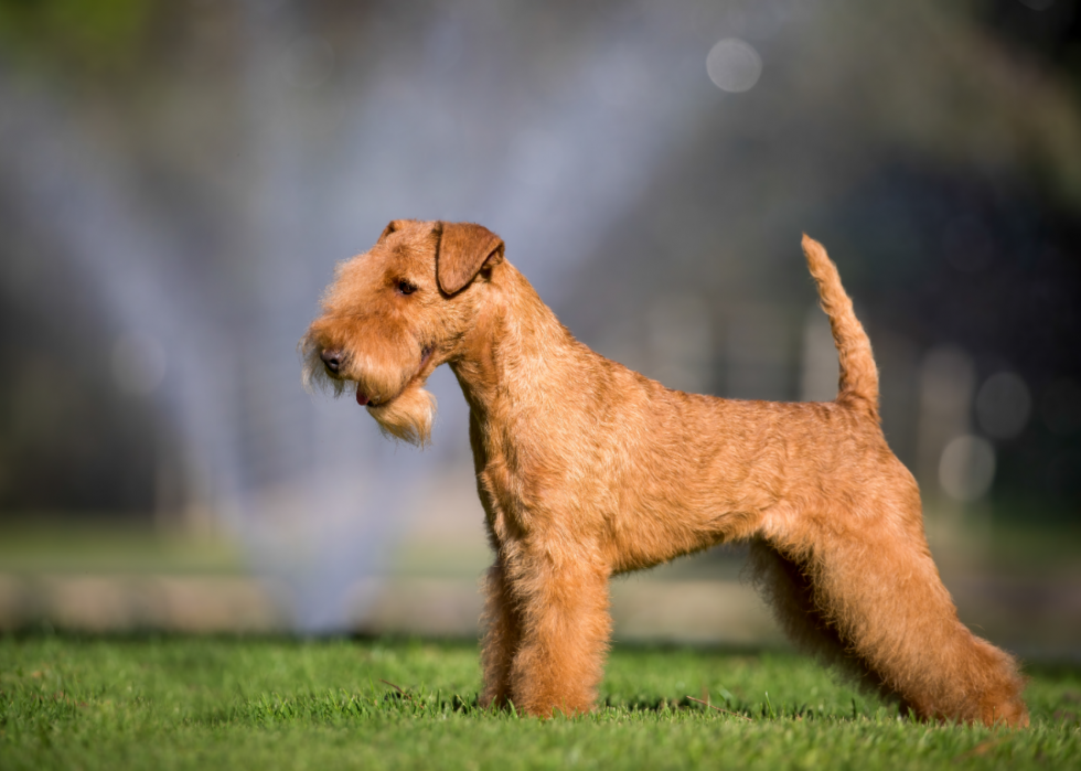 Les races de chiens les moins obéissantes 