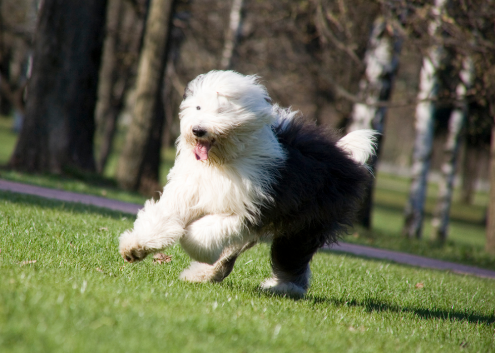 Les races de chiens les moins obéissantes 