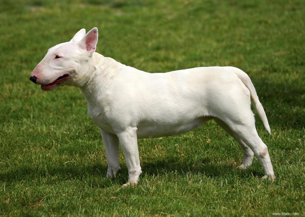 Les races de chiens les moins obéissantes 