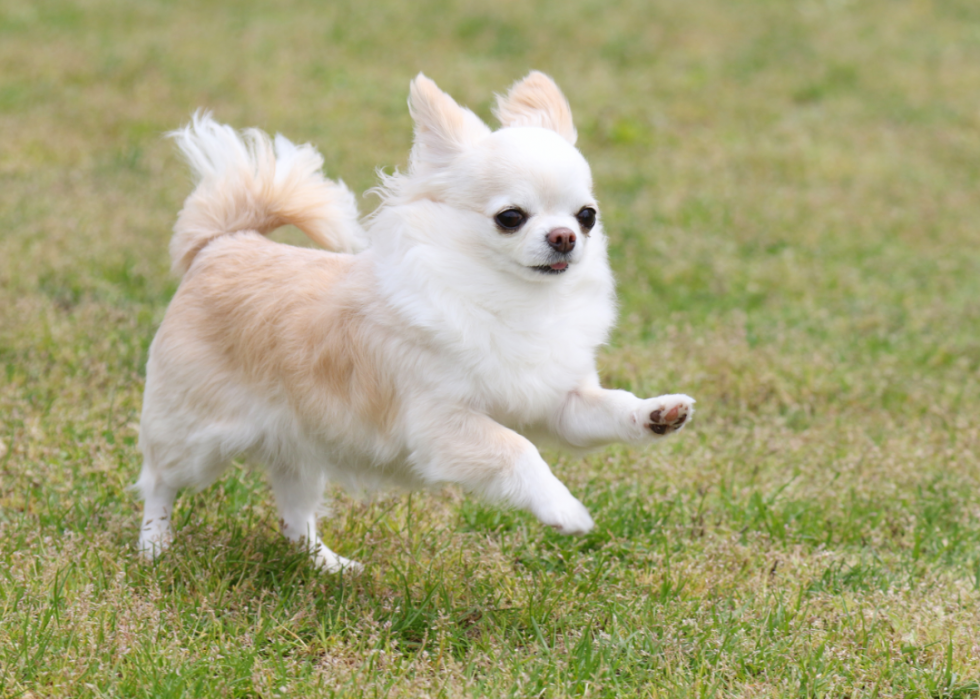 Les races de chiens les moins obéissantes 