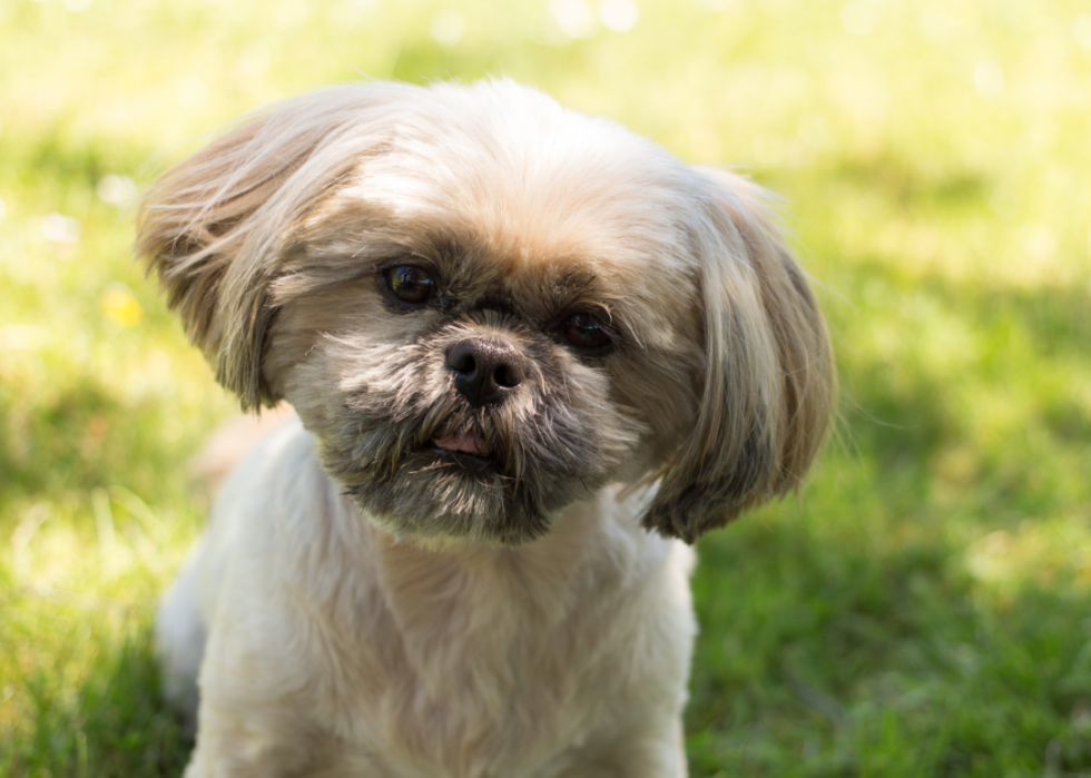 Les races de chiens les moins obéissantes 