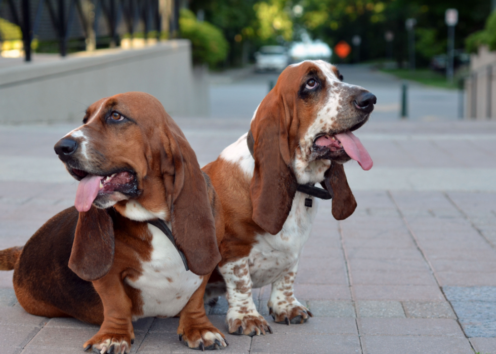 Les races de chiens les moins obéissantes 