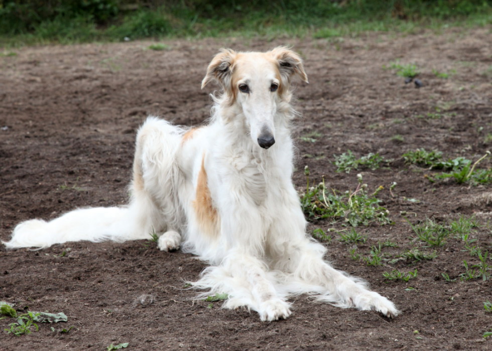 Les races de chiens les moins obéissantes 