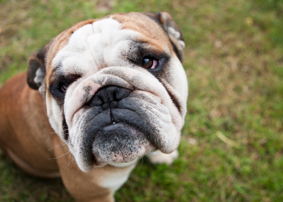 Les races de chiens les moins obéissantes 