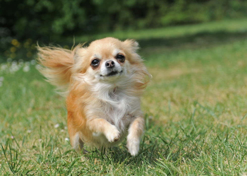 Comment les coûts d assurance pour animaux de compagnie varient pour 20 races de chiens différentes 