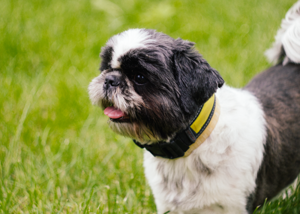 Comment les coûts d assurance pour animaux de compagnie varient pour 20 races de chiens différentes 