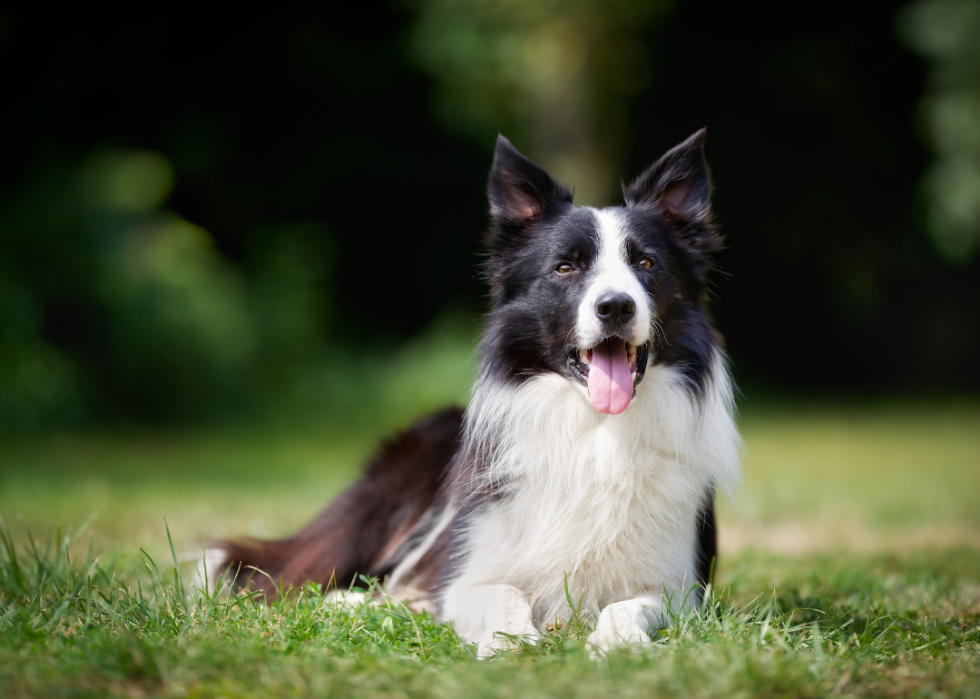 Comment les coûts d assurance pour animaux de compagnie varient pour 20 races de chiens différentes 