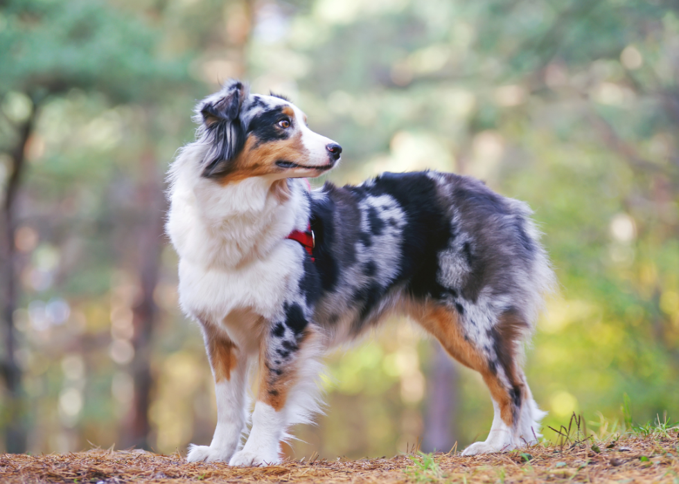 Comment les coûts d assurance pour animaux de compagnie varient pour 20 races de chiens différentes 