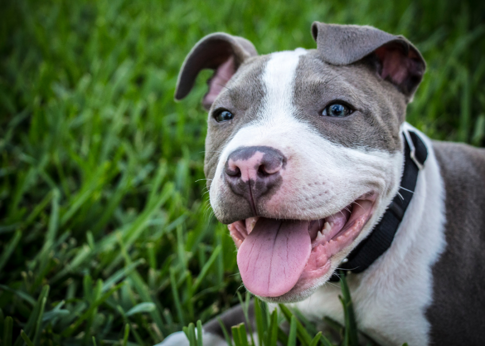 Comment les coûts d assurance pour animaux de compagnie varient pour 20 races de chiens différentes 