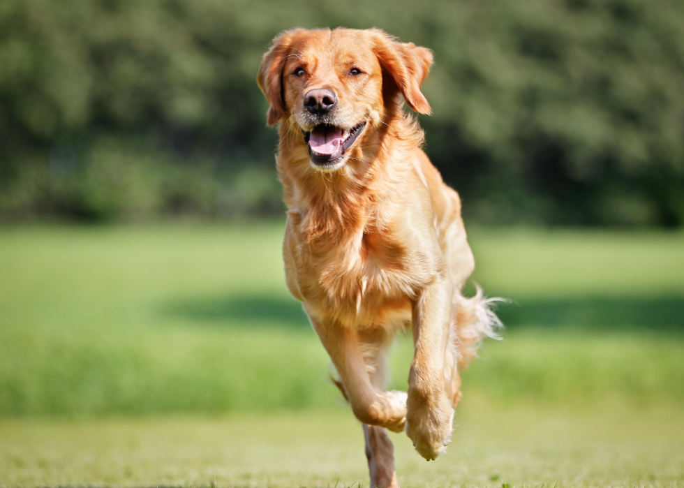 Comment les coûts d assurance pour animaux de compagnie varient pour 20 races de chiens différentes 