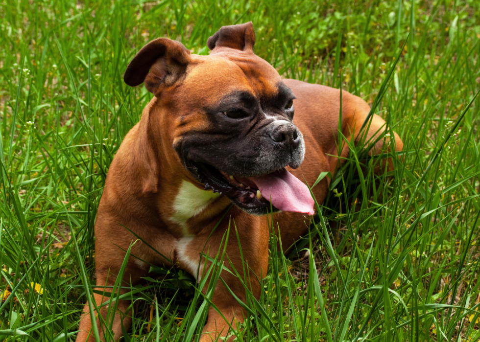 Comment les coûts d assurance pour animaux de compagnie varient pour 20 races de chiens différentes 