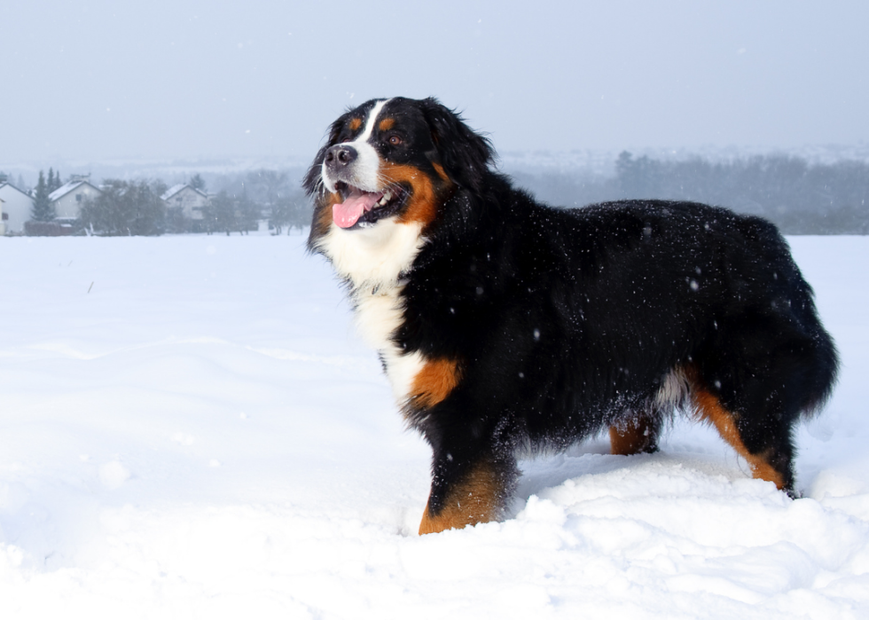 Comment les coûts d assurance pour animaux de compagnie varient pour 20 races de chiens différentes 