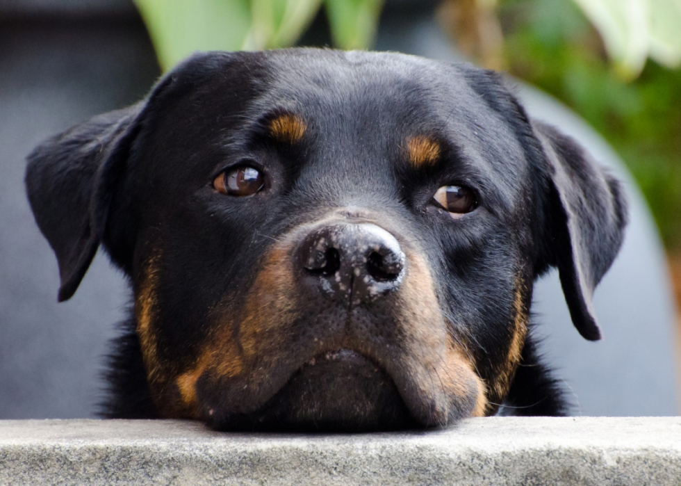 Comment les coûts d assurance pour animaux de compagnie varient pour 20 races de chiens différentes 