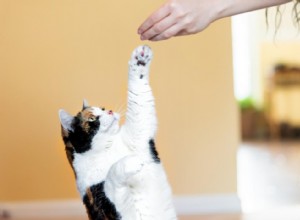 Combien coûte la possession d un chat ? 