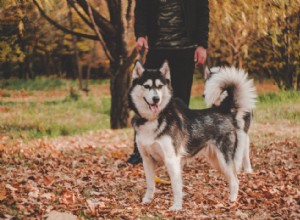 Éléments à prendre en compte lors de l adoption d un animal de compagnie 