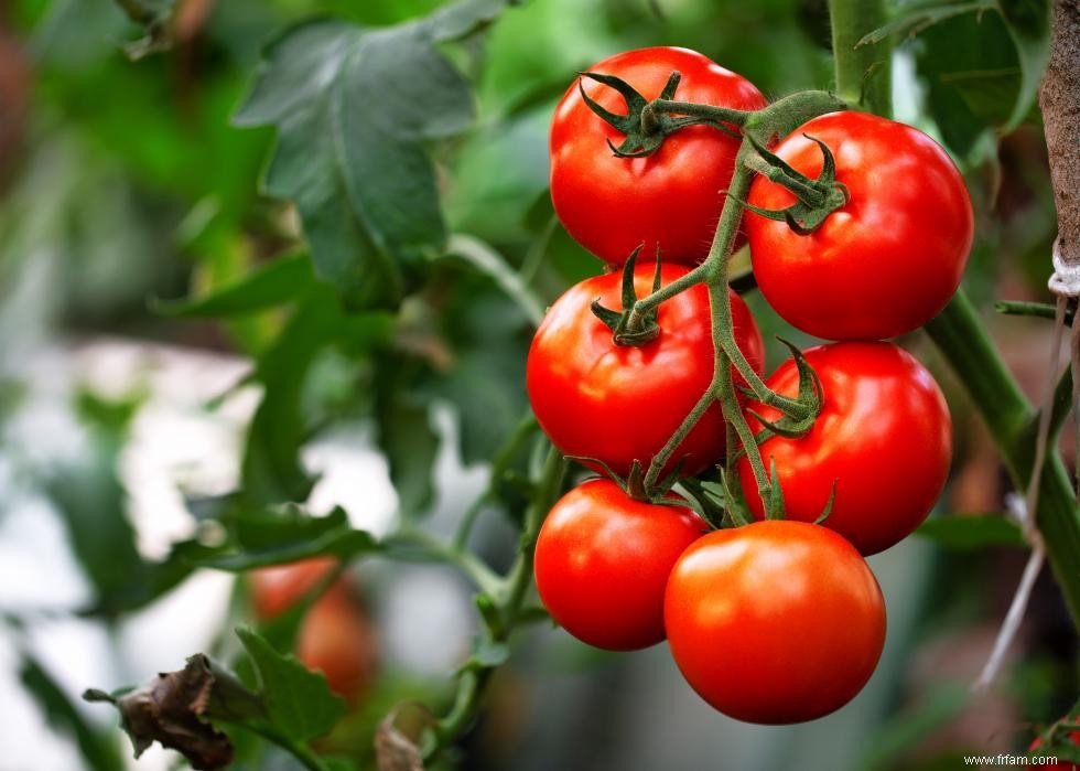 Les fruits et légumes les plus populaires au monde et leurs bienfaits pour la santé 