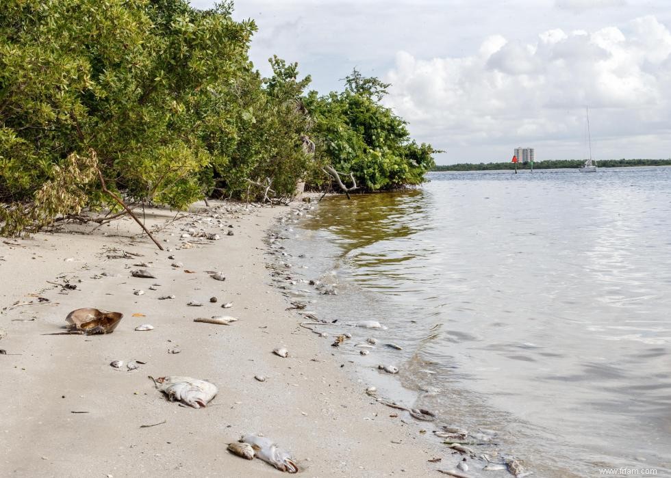 Qualité de l eau sur les plages américaines 