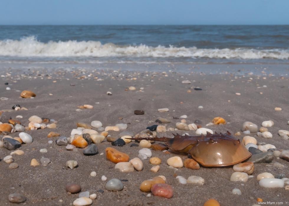 Qualité de l eau sur les plages américaines 