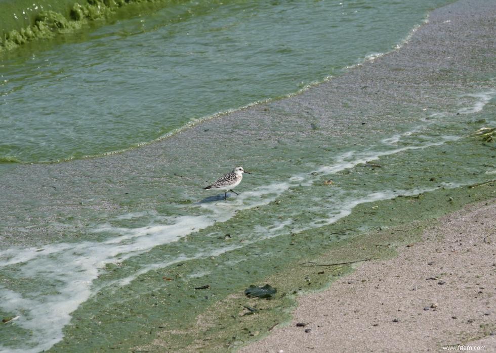 Qualité de l eau sur les plages américaines 