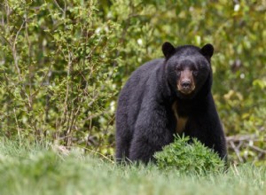 Que faire lorsque vous rencontrez ces 21 animaux à l état sauvage 