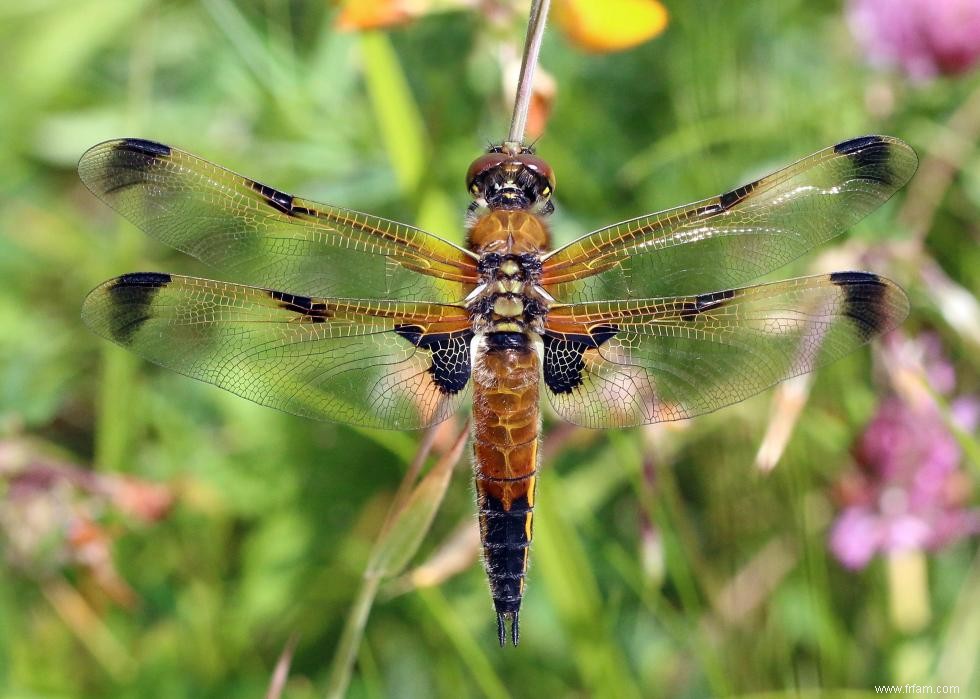 Quiz :Connaissez-vous votre état d insecte ? 