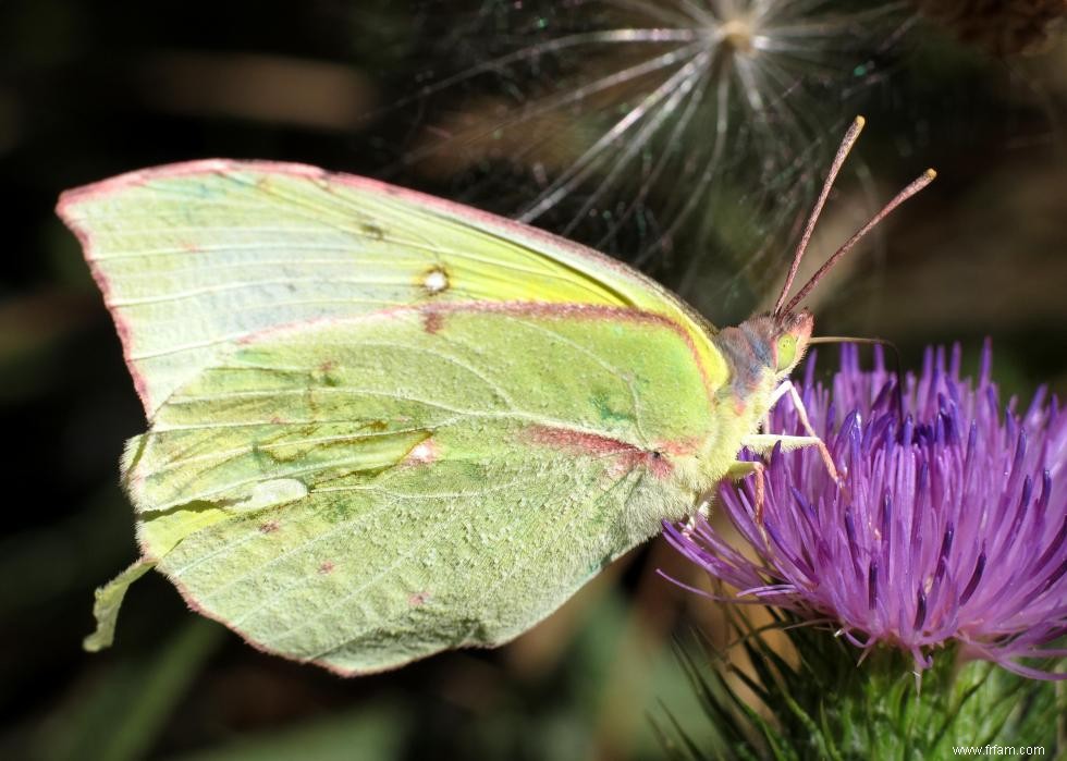 Quiz :Connaissez-vous votre état d insecte ? 