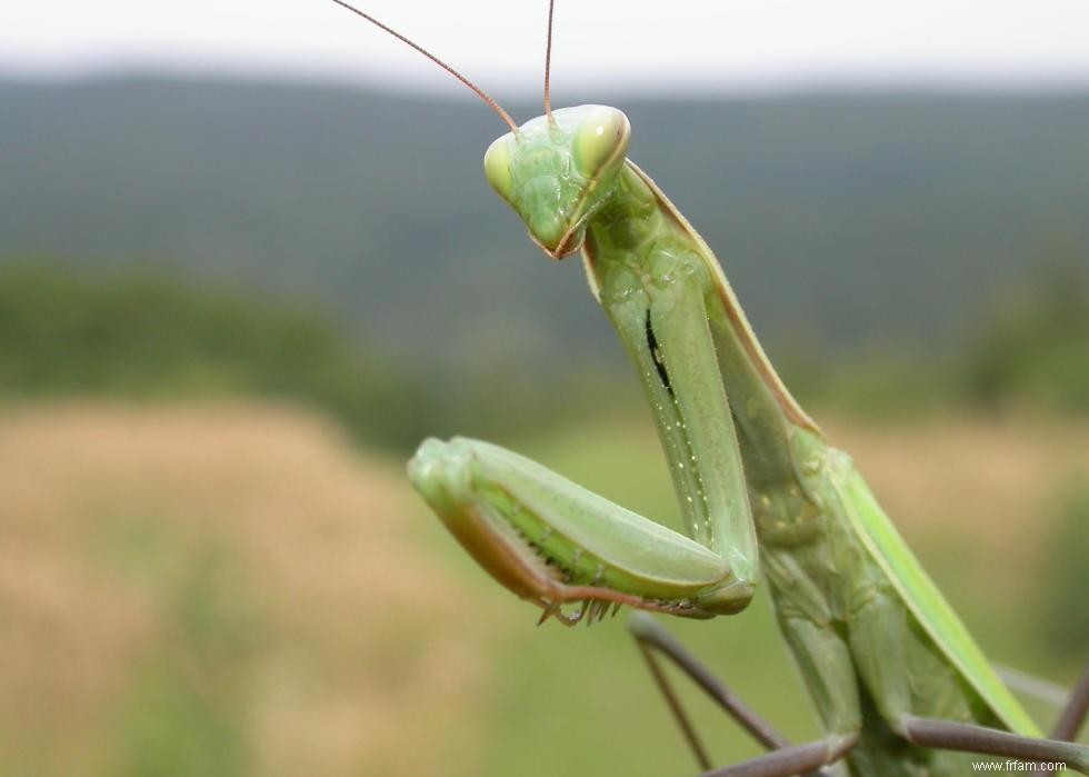 Quiz :Connaissez-vous votre état d insecte ? 