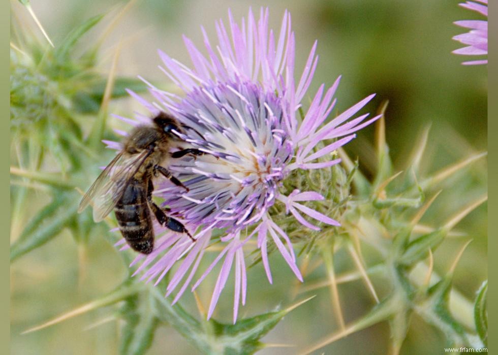 Quiz :Connaissez-vous votre état d insecte ? 