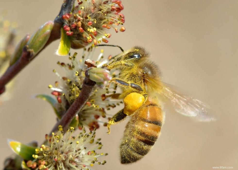 Quiz :Connaissez-vous votre état d insecte ? 