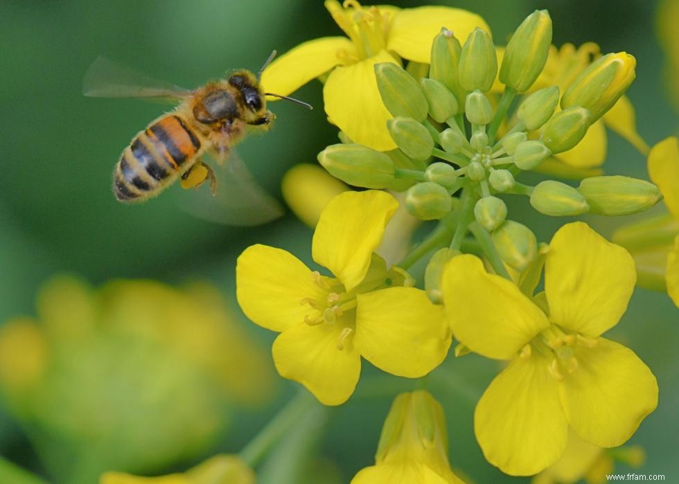 Quiz :Connaissez-vous votre état d insecte ? 