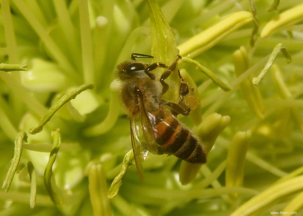 Quiz :Connaissez-vous votre état d insecte ? 