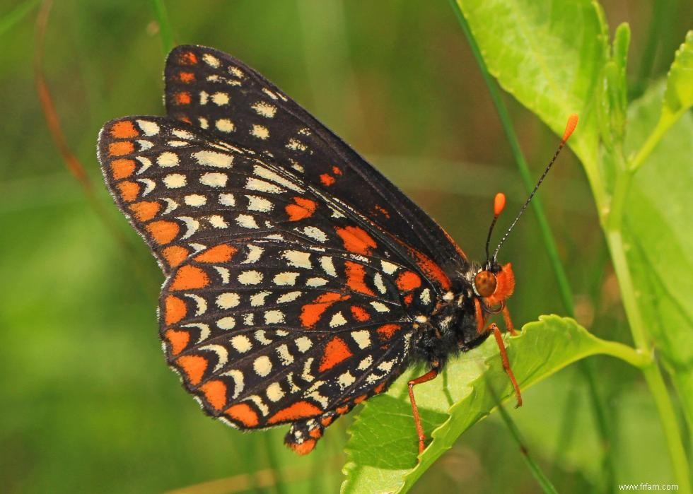 Quiz :Connaissez-vous votre état d insecte ? 