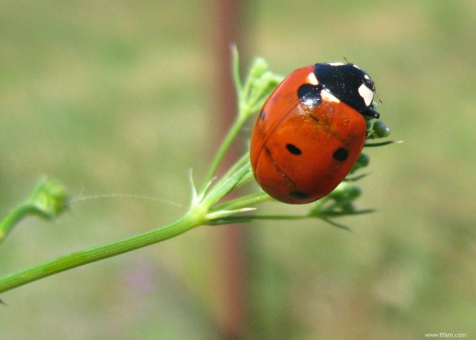 Quiz :Connaissez-vous votre état d insecte ? 