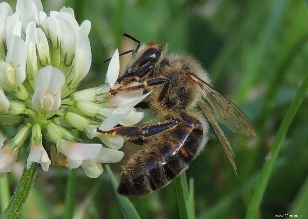 Quiz :Connaissez-vous votre état d insecte ? 