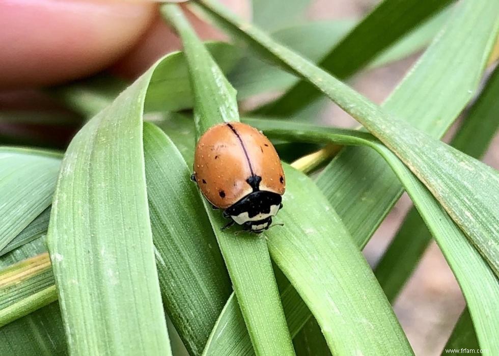 Quiz :Connaissez-vous votre état d insecte ? 