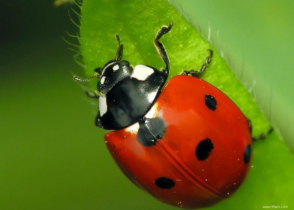 Quiz :Connaissez-vous votre état d insecte ? 