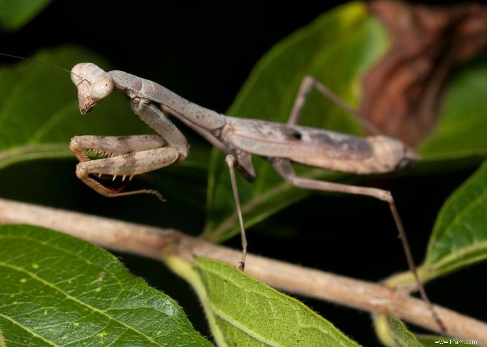 Quiz :Connaissez-vous votre état d insecte ? 