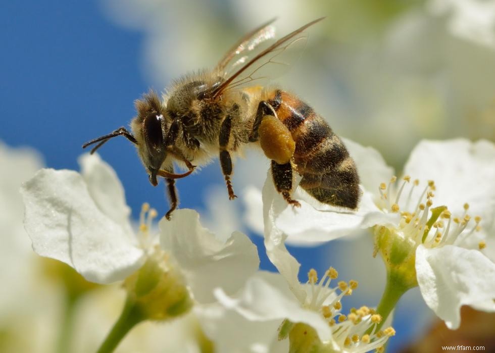 Quiz :Connaissez-vous votre état d insecte ? 