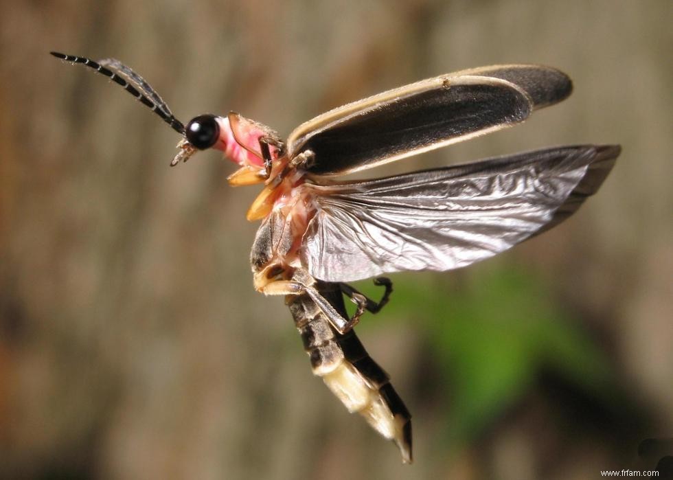 Quiz :Connaissez-vous votre état d insecte ? 