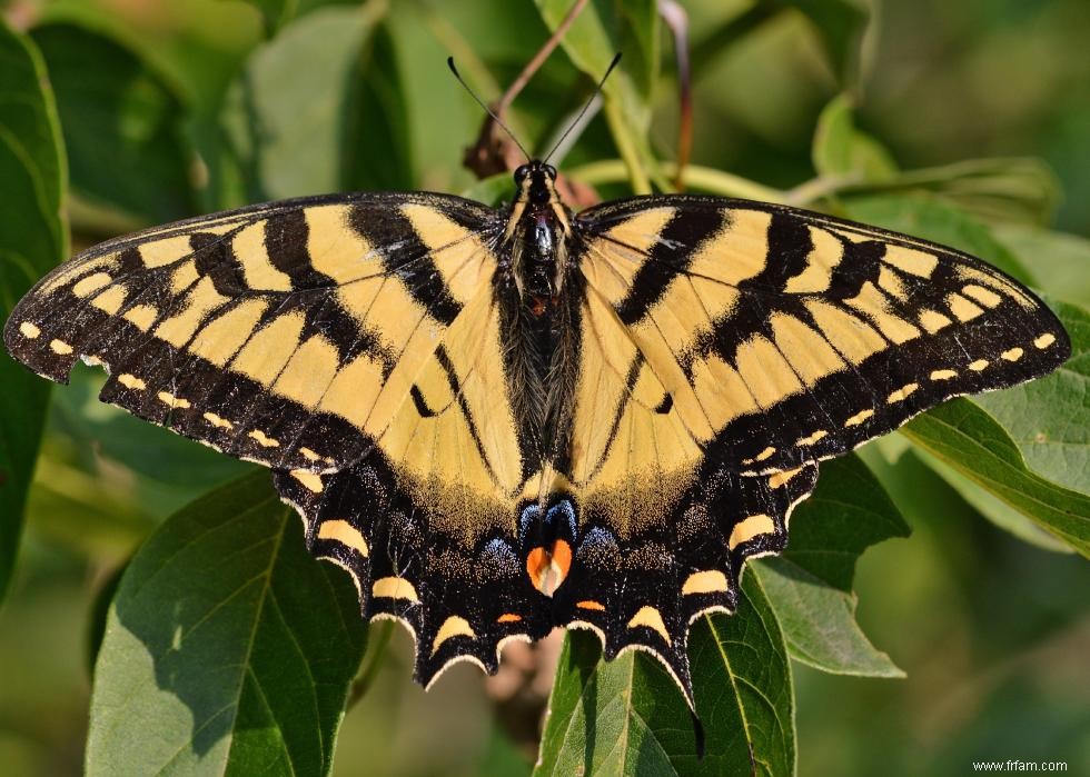 Quiz :Connaissez-vous votre état d insecte ? 