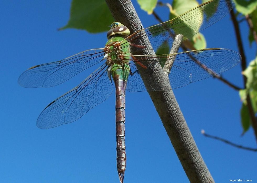 Quiz :Connaissez-vous votre état d insecte ? 