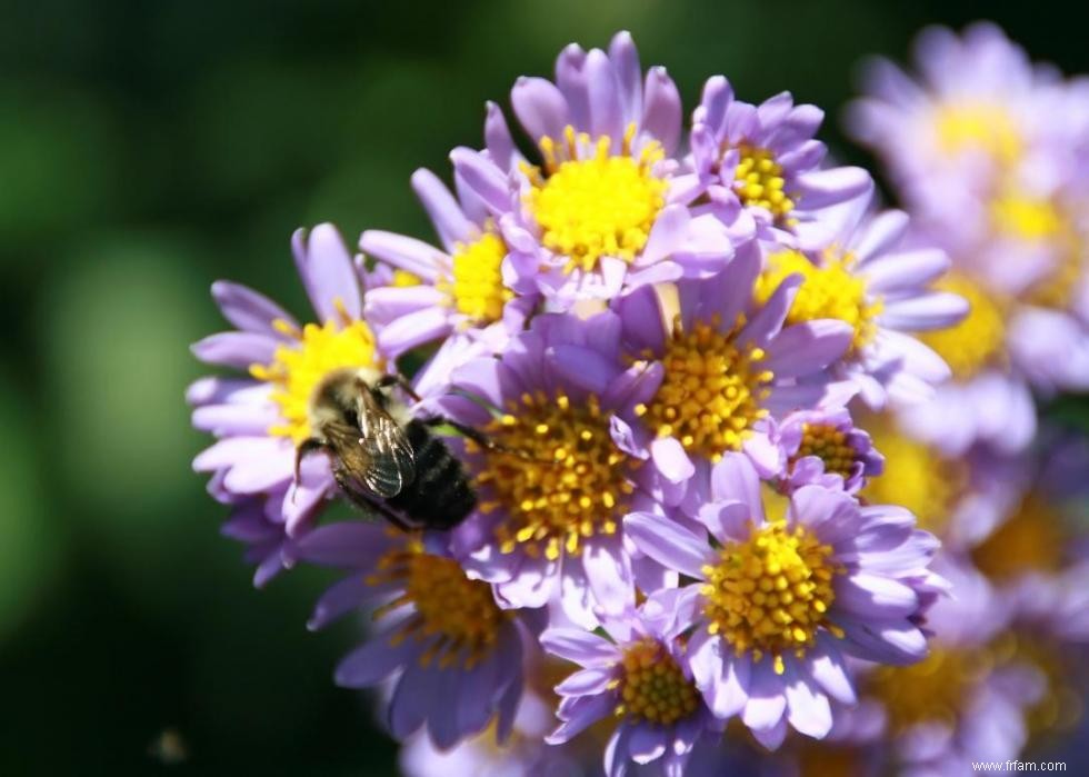 50 fleurs d automne qui fleurissent en octobre 