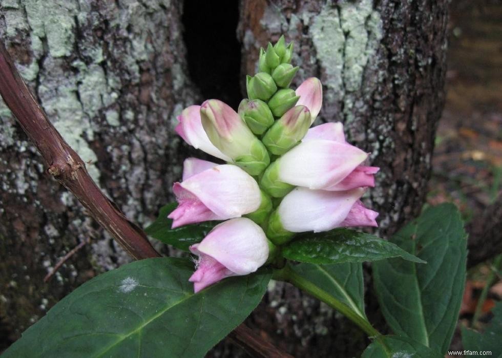 50 fleurs d automne qui fleurissent en octobre 