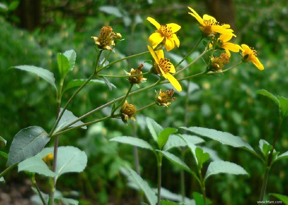 50 fleurs d automne qui fleurissent en octobre 